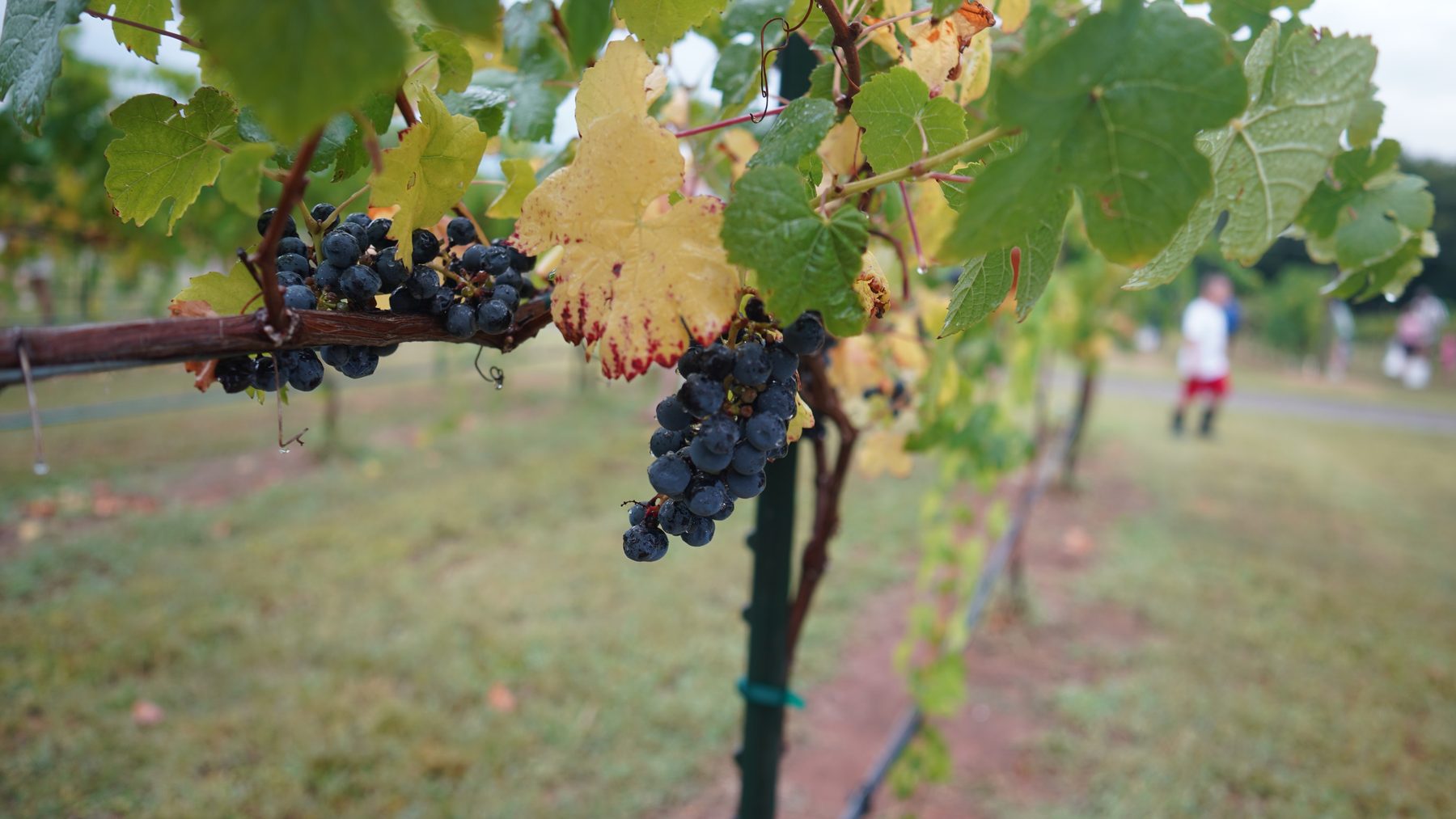 Ripe Camminare Noir clusters on the vine