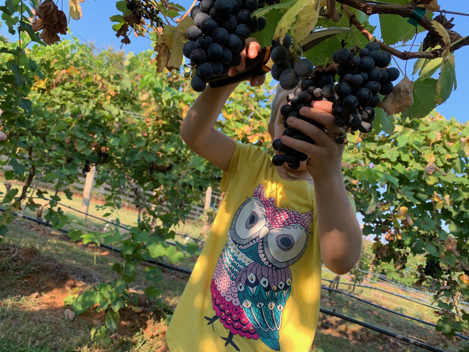 A young harvester holding up two clusters of grapes