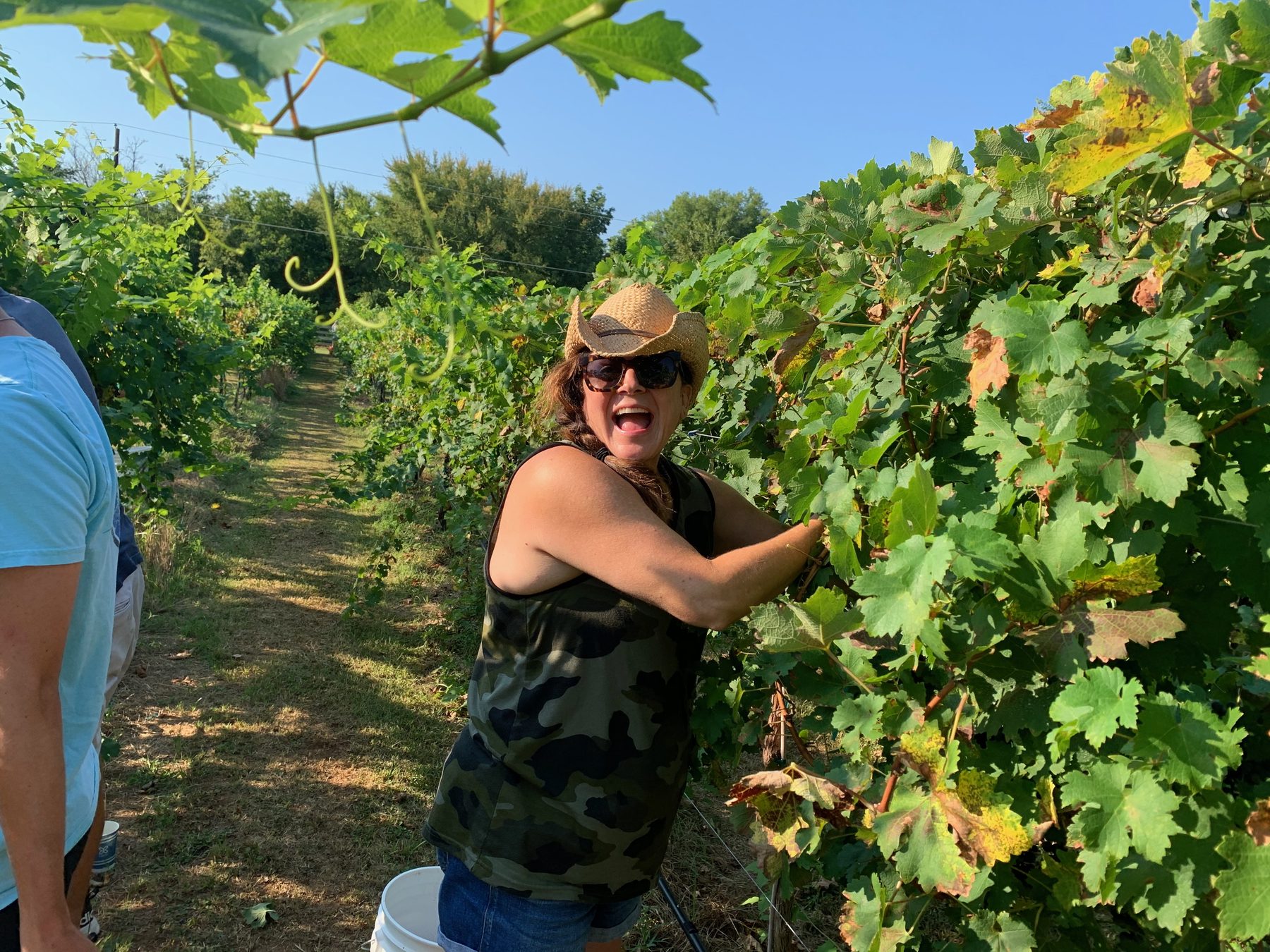 A harvester in a cowboy hat working the vines