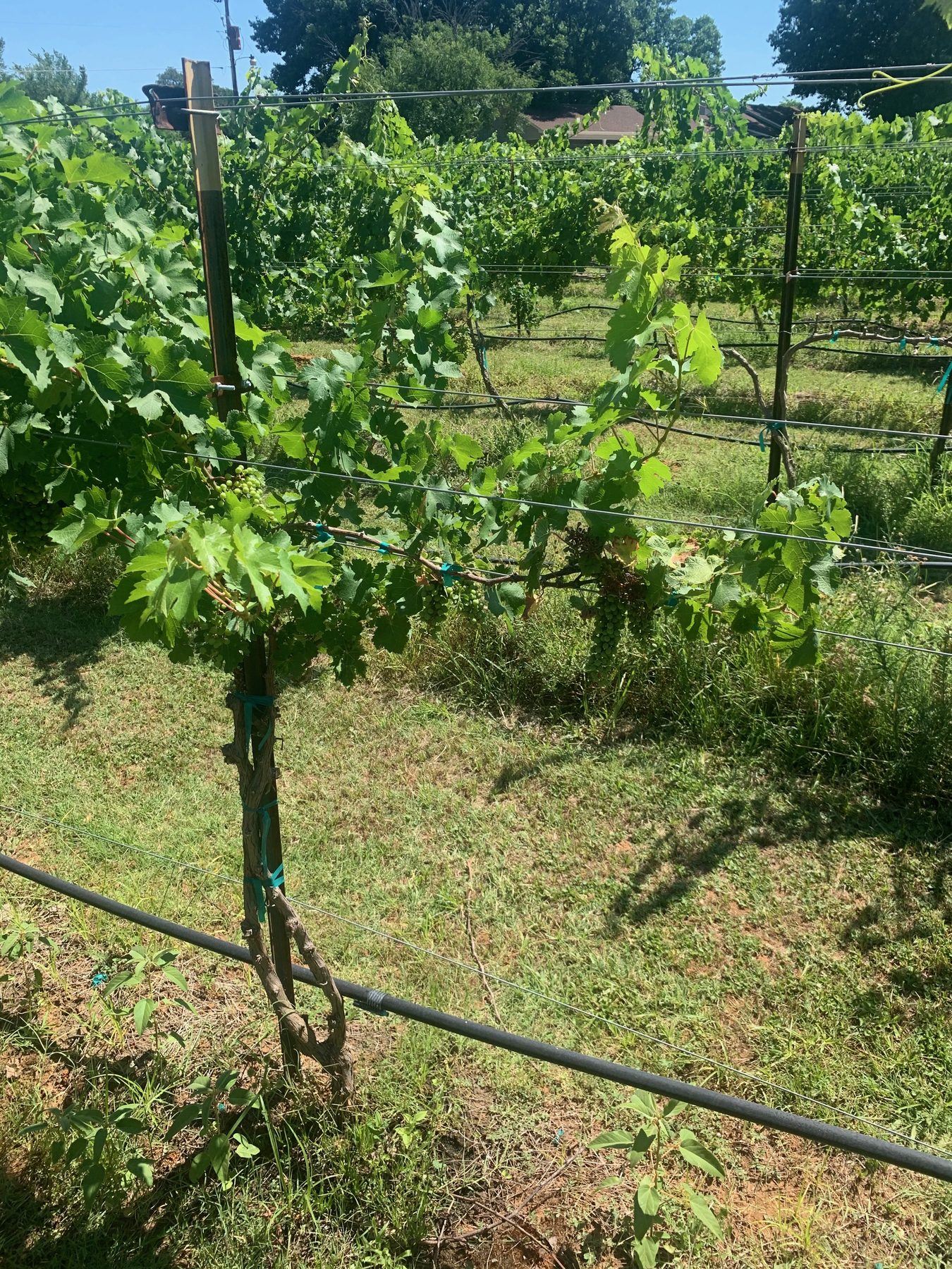 Rows of Camminare Noir vines on the Flint, Texas property