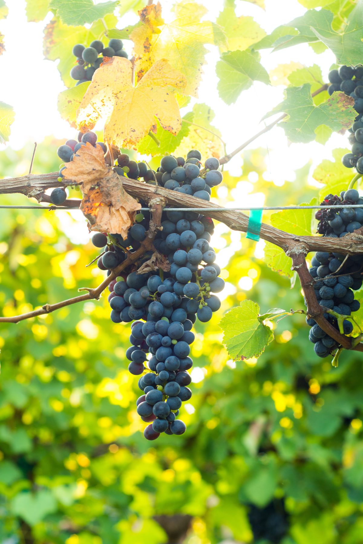 Camminare Noir grape clusters on the vine