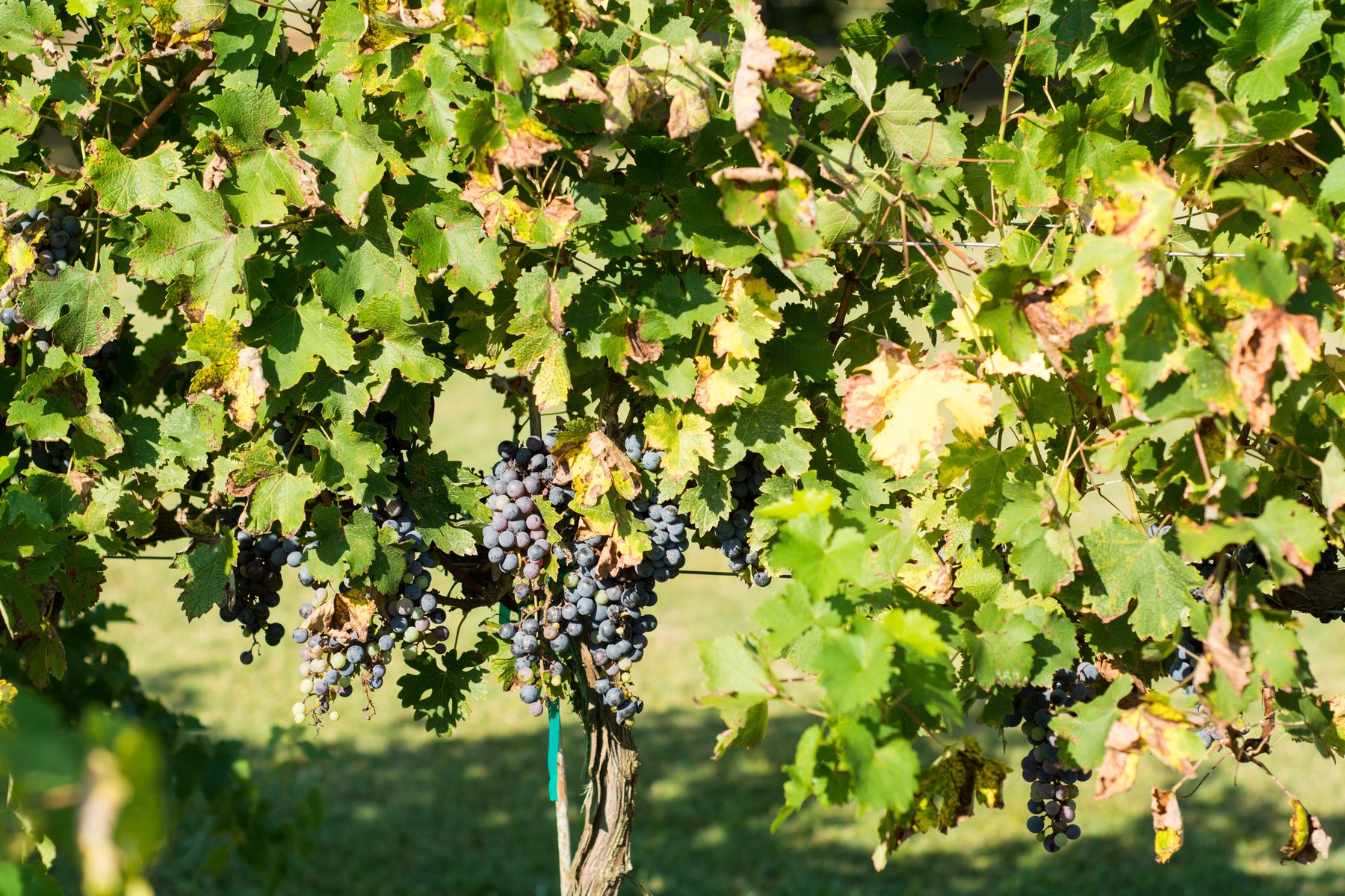 Grape clusters and turning leaves at the height of harvest
